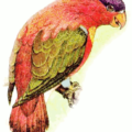 purple capped lory free clipart