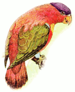 purple capped lory free clipart