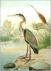 purple heron free clipart