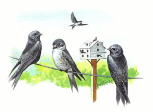purple martin free clipart