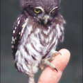 pygmy owl free clipart