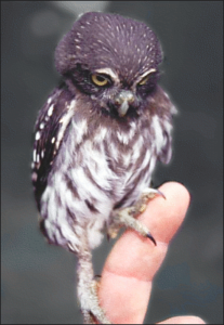 pygmy owl free clipart