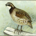 quail free clipart