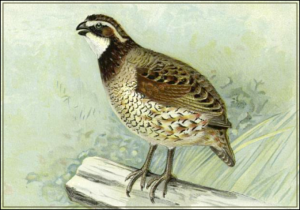 quail free clipart