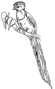 quetzal free clipart