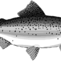 rainbow trout free clipart