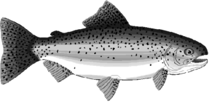 rainbow trout free clipart