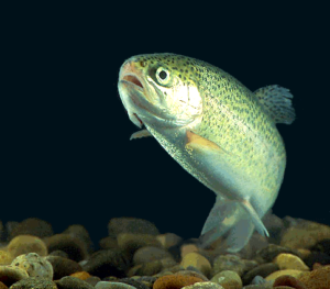 rainbow trout free clipart
