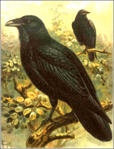 raven free clipart