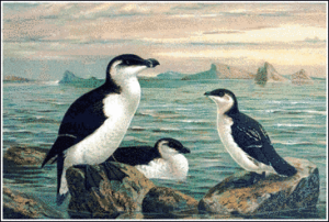 razorbill free clipart