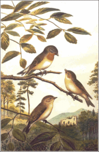 red breasted flycatcher free clipart