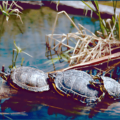 red eared sliders free clipart