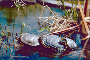 red eared sliders free clipart