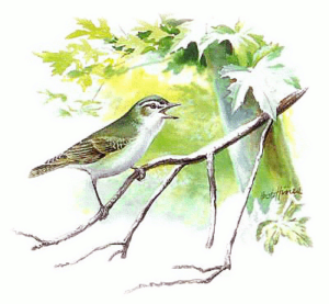 red eyed vireo free clipart