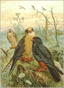red footed falcon free clipart