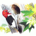 red headed woodpecker free clipart