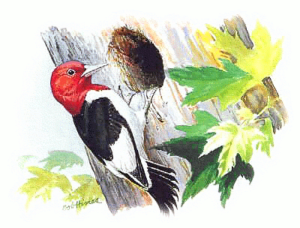 red headed woodpecker free clipart