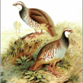 red legged partridge free clipart