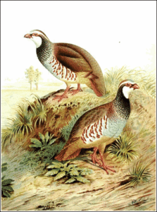 red legged partridge free clipart