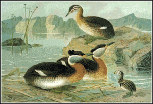 red necked grebe free clipart