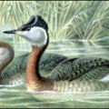 red necked grebe free clipart