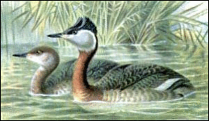 red necked grebe free clipart