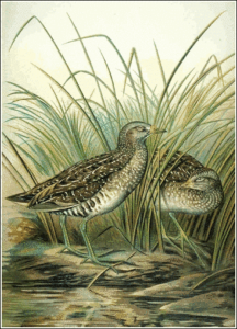 red necked phalarope free clipart