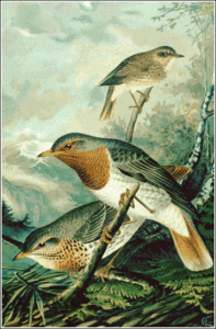 red throated thrush free clipart