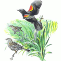 red winged blackbird free clipart