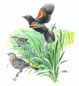 red winged blackbird free clipart