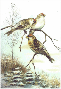 redpoll free clipart