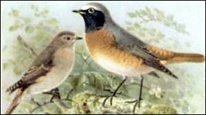 redstart free clipart