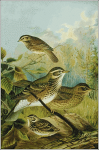 redwing free clipart