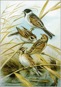 reed bunting free clipart