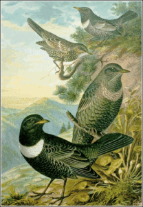 ring ouzel free clipart