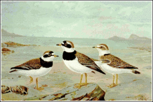 ringed plover free clipart