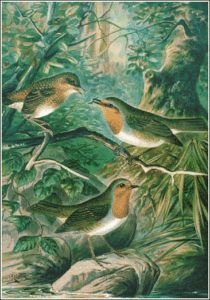 river warbler free clipart