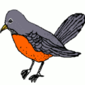 robin bird free clipart