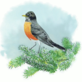 robin free clipart