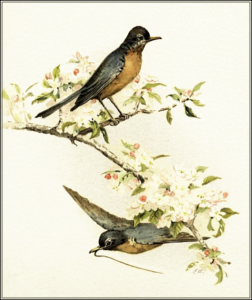 robins free clipart