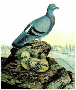 rock dove free clipart