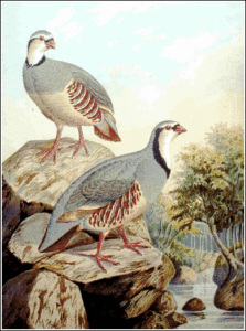 rock partridge free clipart