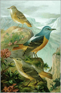 rock thrush free clipart