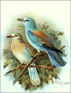roller free clipart
