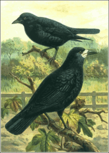 rook free clipart