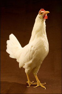 rooster white free clipart