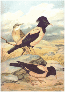 rose coloured starling free clipart