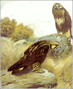 rough legged buzzard free clipart