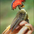 royal flycatcher free clipart