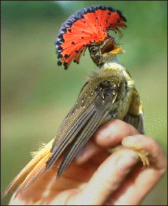 royal flycatcher free clipart